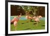 Flamingos at San Diego Zoo-null-Framed Premium Giclee Print