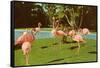 Flamingos at San Diego Zoo-null-Framed Stretched Canvas