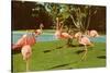 Flamingos at San Diego Zoo-null-Stretched Canvas