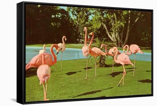 Flamingos at San Diego Zoo-null-Framed Stretched Canvas