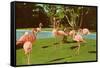 Flamingos at San Diego Zoo-null-Framed Stretched Canvas