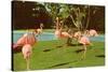 Flamingos at San Diego Zoo-null-Stretched Canvas