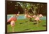 Flamingos at San Diego Zoo-null-Framed Art Print