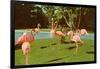 Flamingos at San Diego Zoo-null-Framed Art Print