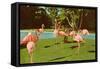 Flamingos at San Diego Zoo-null-Framed Stretched Canvas