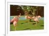 Flamingos at San Diego Zoo-null-Framed Art Print