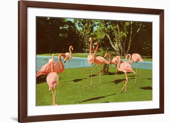 Flamingos at San Diego Zoo-null-Framed Art Print