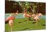 Flamingos at San Diego Zoo-null-Mounted Art Print