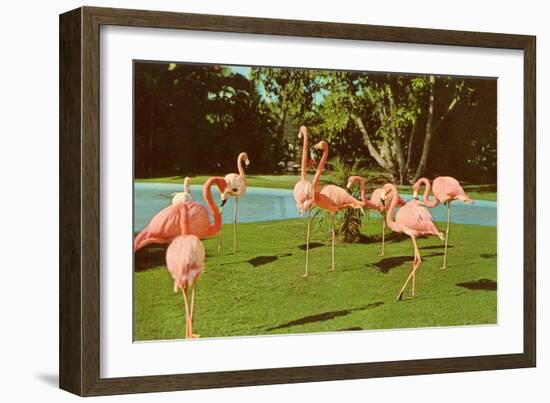 Flamingos at San Diego Zoo-null-Framed Art Print