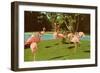 Flamingos at San Diego Zoo-null-Framed Art Print