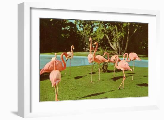 Flamingos at San Diego Zoo-null-Framed Art Print