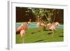 Flamingos at San Diego Zoo-null-Framed Art Print