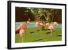 Flamingos at San Diego Zoo-null-Framed Art Print