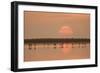 Flamingos At Sunrise-Joan Gil Raga-Framed Giclee Print