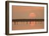 Flamingos At Sunrise-Joan Gil Raga-Framed Giclee Print