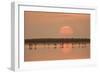 Flamingos At Sunrise-Joan Gil Raga-Framed Giclee Print