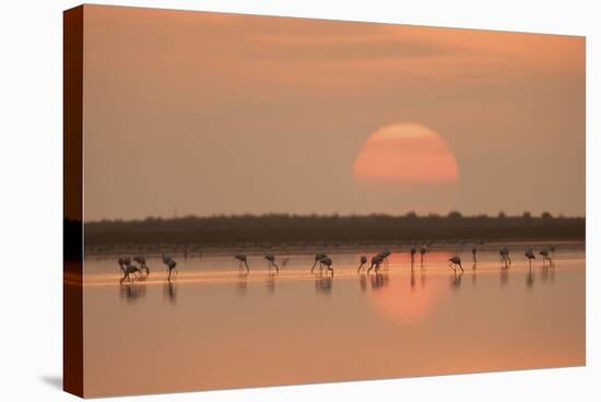 Flamingos At Sunrise-Joan Gil Raga-Stretched Canvas