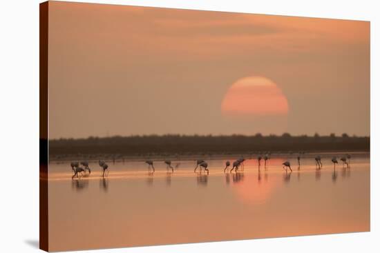 Flamingos At Sunrise-Joan Gil Raga-Stretched Canvas