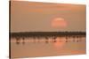 Flamingos At Sunrise-Joan Gil Raga-Stretched Canvas