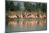 Flamingos Birds NATIONAL TRUST WILDLIFE Preserve, GREAT INAGUA Isl,, GREAT Inagua..., 1960S (Photo)-James L Stanfield-Mounted Giclee Print