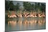 Flamingos Birds NATIONAL TRUST WILDLIFE Preserve, GREAT INAGUA Isl,, GREAT Inagua..., 1960S (Photo)-James L Stanfield-Mounted Giclee Print