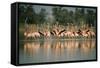Flamingos Birds NATIONAL TRUST WILDLIFE Preserve, GREAT INAGUA Isl,, GREAT Inagua..., 1960S (Photo)-James L Stanfield-Framed Stretched Canvas