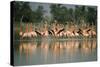 Flamingos Birds NATIONAL TRUST WILDLIFE Preserve, GREAT INAGUA Isl,, GREAT Inagua..., 1960S (Photo)-James L Stanfield-Stretched Canvas