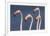 Flamingos Close-Up-Xavier Ortega-Framed Photographic Print