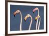 Flamingos Close-Up-Xavier Ortega-Framed Photographic Print