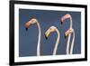 Flamingos Close-Up-Xavier Ortega-Framed Photographic Print