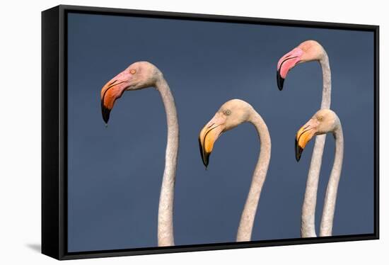 Flamingos Close-Up-Xavier Ortega-Framed Stretched Canvas