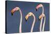 Flamingos Close-Up-Xavier Ortega-Stretched Canvas