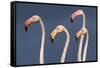 Flamingos Close-Up-Xavier Ortega-Framed Stretched Canvas