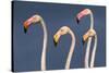 Flamingos Close-Up-Xavier Ortega-Stretched Canvas