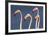 Flamingos Close-Up-Xavier Ortega-Framed Photographic Print