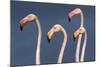 Flamingos Close-Up-Xavier Ortega-Mounted Photographic Print