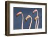 Flamingos Close-Up-Xavier Ortega-Framed Photographic Print