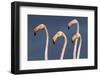 Flamingos Close-Up-Xavier Ortega-Framed Photographic Print