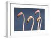 Flamingos Close-Up-Xavier Ortega-Framed Photographic Print