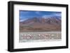 Flamingos feeding in Laguna Canapa, an endorheic salt lake in the altiplano, Potosi Department-Michael Nolan-Framed Photographic Print