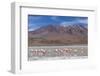 Flamingos feeding in Laguna Canapa, an endorheic salt lake in the altiplano, Potosi Department-Michael Nolan-Framed Photographic Print