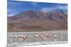 Flamingos feeding in Laguna Canapa, an endorheic salt lake in the altiplano, Potosi Department-Michael Nolan-Mounted Photographic Print