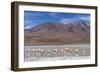 Flamingos feeding in Laguna Canapa, an endorheic salt lake in the altiplano, Potosi Department-Michael Nolan-Framed Photographic Print