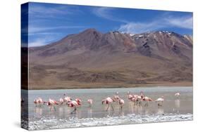 Flamingos feeding in Laguna Canapa, an endorheic salt lake in the altiplano, Potosi Department-Michael Nolan-Stretched Canvas