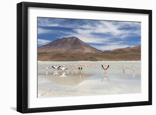 Flamingos feeding in Laguna Canapa, an endorheic salt lake in the altiplano, Potosi Department-Michael Nolan-Framed Photographic Print