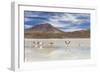 Flamingos feeding in Laguna Canapa, an endorheic salt lake in the altiplano, Potosi Department-Michael Nolan-Framed Photographic Print