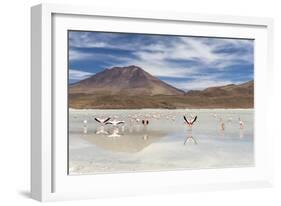 Flamingos feeding in Laguna Canapa, an endorheic salt lake in the altiplano, Potosi Department-Michael Nolan-Framed Photographic Print