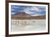 Flamingos feeding in Laguna Canapa, an endorheic salt lake in the altiplano, Potosi Department-Michael Nolan-Framed Photographic Print