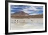 Flamingos feeding in Laguna Canapa, an endorheic salt lake in the altiplano, Potosi Department-Michael Nolan-Framed Photographic Print