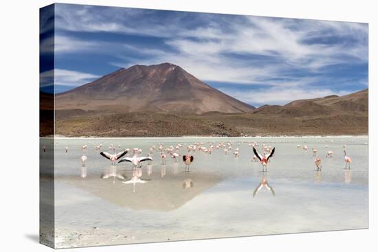 Flamingos feeding in Laguna Canapa, an endorheic salt lake in the altiplano, Potosi Department-Michael Nolan-Stretched Canvas